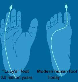 Diagram comparing the way weight is transferred